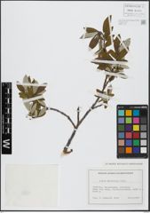 Foto von Salix helvetica Vill.